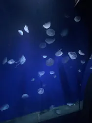 サンシャイン水族館に投稿された画像(2026/3/23)