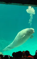 名古屋港水族館に投稿された画像(2026/3/23)