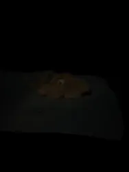 サンシャイン水族館に投稿された画像(2026/3/23)