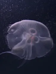 サンシャイン水族館に投稿された画像(2026/3/23)