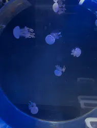 名古屋港水族館に投稿された画像(2026/3/26)