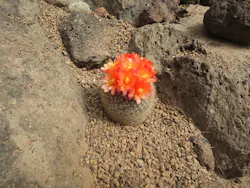 伊豆シャボテン動物公園に投稿された画像(2026/3/27)