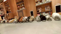 猫カフェモカ 梅田店に投稿された画像(2026/3/27)