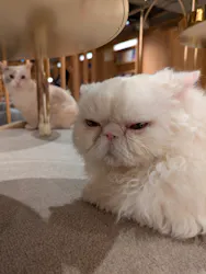 猫カフェモカ 梅田店に投稿された画像(2026/3/27)