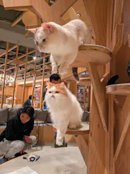 猫カフェモカ 梅田店に投稿された画像(2026/3/27)