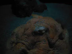 サンシャイン水族館に投稿された画像(2026/3/27)