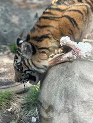 恩賜上野動物園に投稿された画像(2026/3/28)
