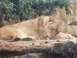 東武動物公園に投稿された画像(2026/3/28)