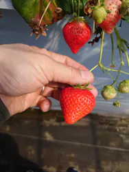 森ファームに投稿された画像(2026/3/28)