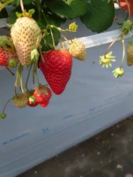 森ファームに投稿された画像(2026/3/28)