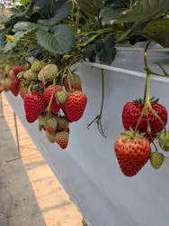 お陽様農園に投稿された画像(2026/3/28)