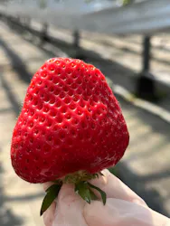 いちごICHIJYU FRUIT FARMに投稿された画像(2026/3/28)