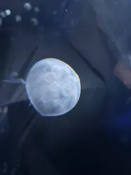 サンシャイン水族館に投稿された画像(2026/3/29)