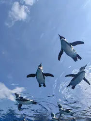 サンシャイン水族館に投稿された画像(2026/3/29)