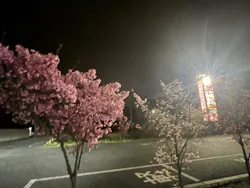 熊谷天然温泉 花湯スパリゾートに投稿された画像(2026/3/29)