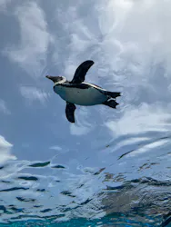 サンシャイン水族館に投稿された画像(2026/3/30)