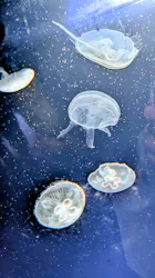 サンシャイン水族館に投稿された画像(2026/3/30)