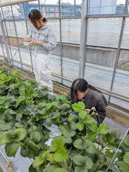 山万ユーカリファームに投稿された画像(2026/3/30)