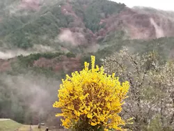 美輝の里に投稿された画像(2026/4/1)