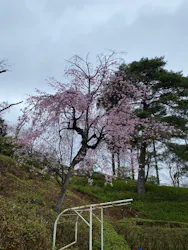 西武園ゆうえんちに投稿された画像(2026/4/1)