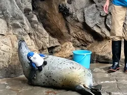 しながわ水族館に投稿された画像(2026/4/1)