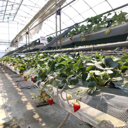 いちごランドに投稿された画像(2026/4/3)