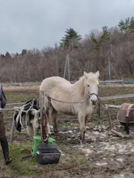 ゆり高原ホースパークに投稿された画像(2026/4/4)