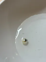 三重県真珠に投稿された画像(2026/4/4)