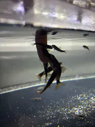 カワスイ 川崎⽔族館に投稿された画像(2026/4/4)