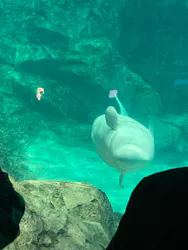 名古屋港水族館に投稿された画像(2026/4/4)