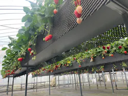 ICHIGOHOUSE.HITACHINAKAに投稿された画像(2026/4/4)