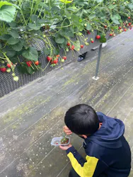 ICHIGOHOUSE.HITACHINAKAに投稿された画像(2026/4/4)