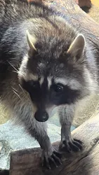 神戸どうぶつ王国に投稿された画像(2026/4/5)