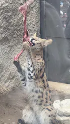 神戸どうぶつ王国に投稿された画像(2026/4/5)