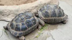 神戸どうぶつ王国に投稿された画像(2026/4/5)