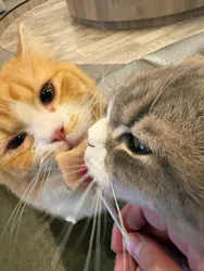 猫カフェモカ 渋谷公園通り店に投稿された画像(2026/4/6)