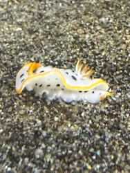 アクアワールド茨城県大洗水族館に投稿された画像(2026/4/6)