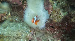 武藤潜水に投稿された画像(2026/4/8)