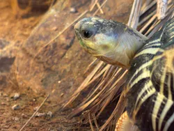 体感型動物園iZooに投稿された画像(2026/4/8)