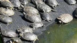 体感型動物園iZooに投稿された画像(2026/4/8)