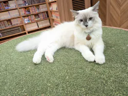 猫カフェモカ 大阪心斎橋店に投稿された画像(2026/4/8)