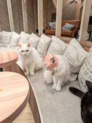 猫カフェモカ 大阪心斎橋店に投稿された画像(2026/4/8)