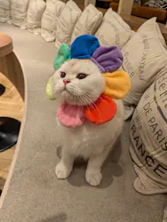 猫カフェモカ 大阪心斎橋店に投稿された画像(2026/4/8)