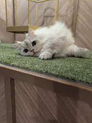 猫カフェモカ 大阪心斎橋店に投稿された画像(2026/4/8)