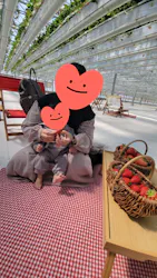 スカイフローラファームに投稿された画像(2026/4/8)