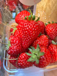 山万ユーカリファームに投稿された画像(2026/4/8)