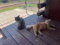 風来里(ふらり)馬小屋に投稿された画像(2026/4/8)