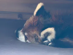 千葉市動物公園に投稿された画像(2026/4/8)