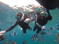 武藤潜水に投稿された画像(2026/4/11)