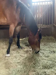 ノーザンホースパークに投稿された画像(2026/4/11)